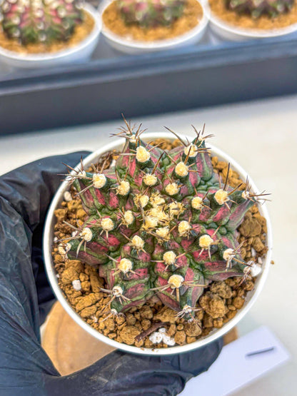 Gymnocalycium T-Rex (gy10) (g1) | Variegated Cactus