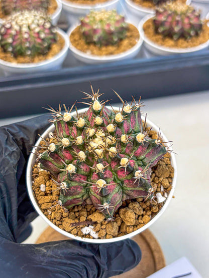 Gymnocalycium T-Rex (gy10) (g1) | Variegated Cactus