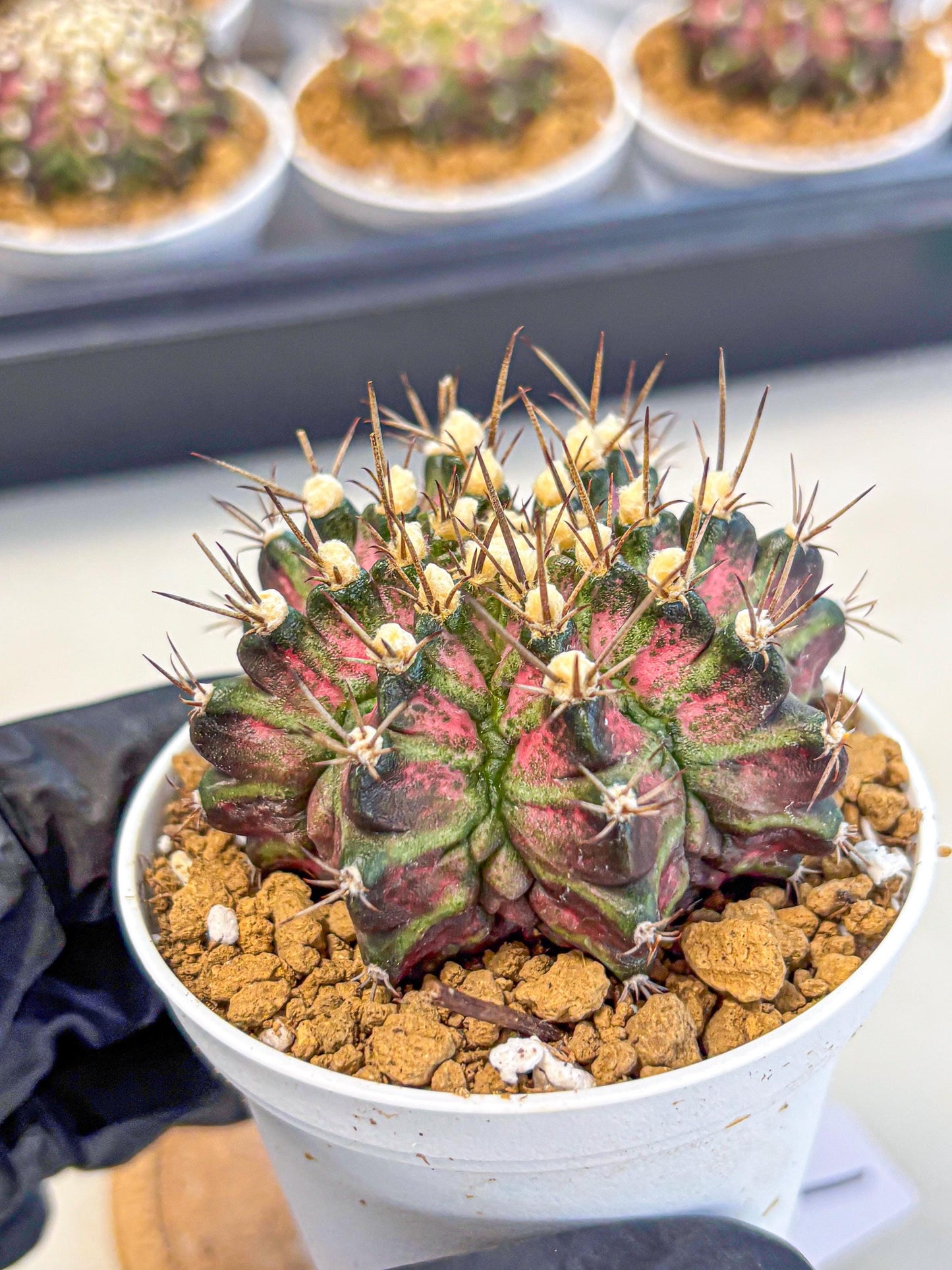 Gymnocalycium T-Rex (gy10) (g1) | Variegated Cactus