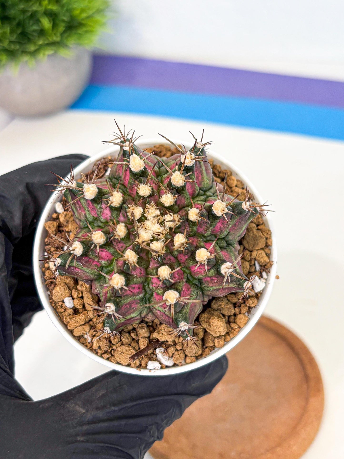 Gymnocalycium T-Rex (gy10) (g1) | Variegated Cactus