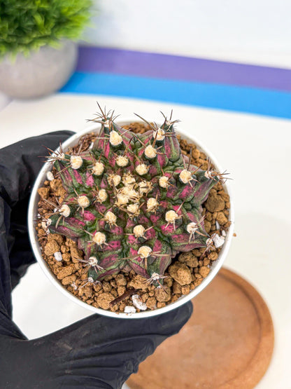 Gymnocalycium T-Rex (gy10) (g1) | Variegated Cactus