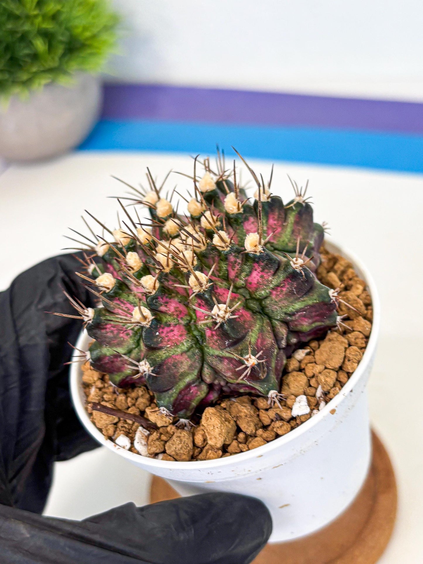 Gymnocalycium T-Rex (gy10) (g1) | Variegated Cactus