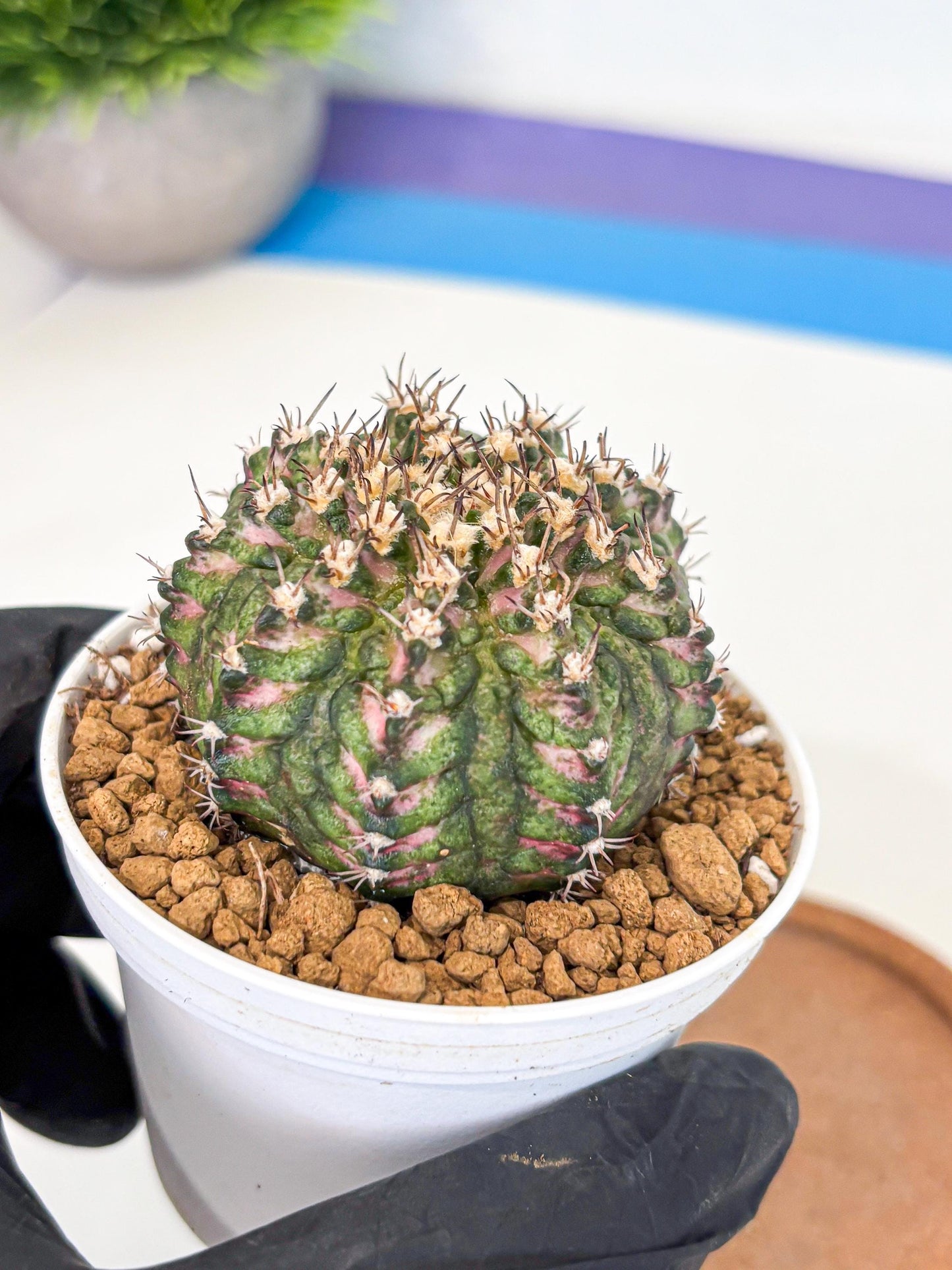 Gymnocalycium T-Rex (gy10) (g2) | Variegated Cactus