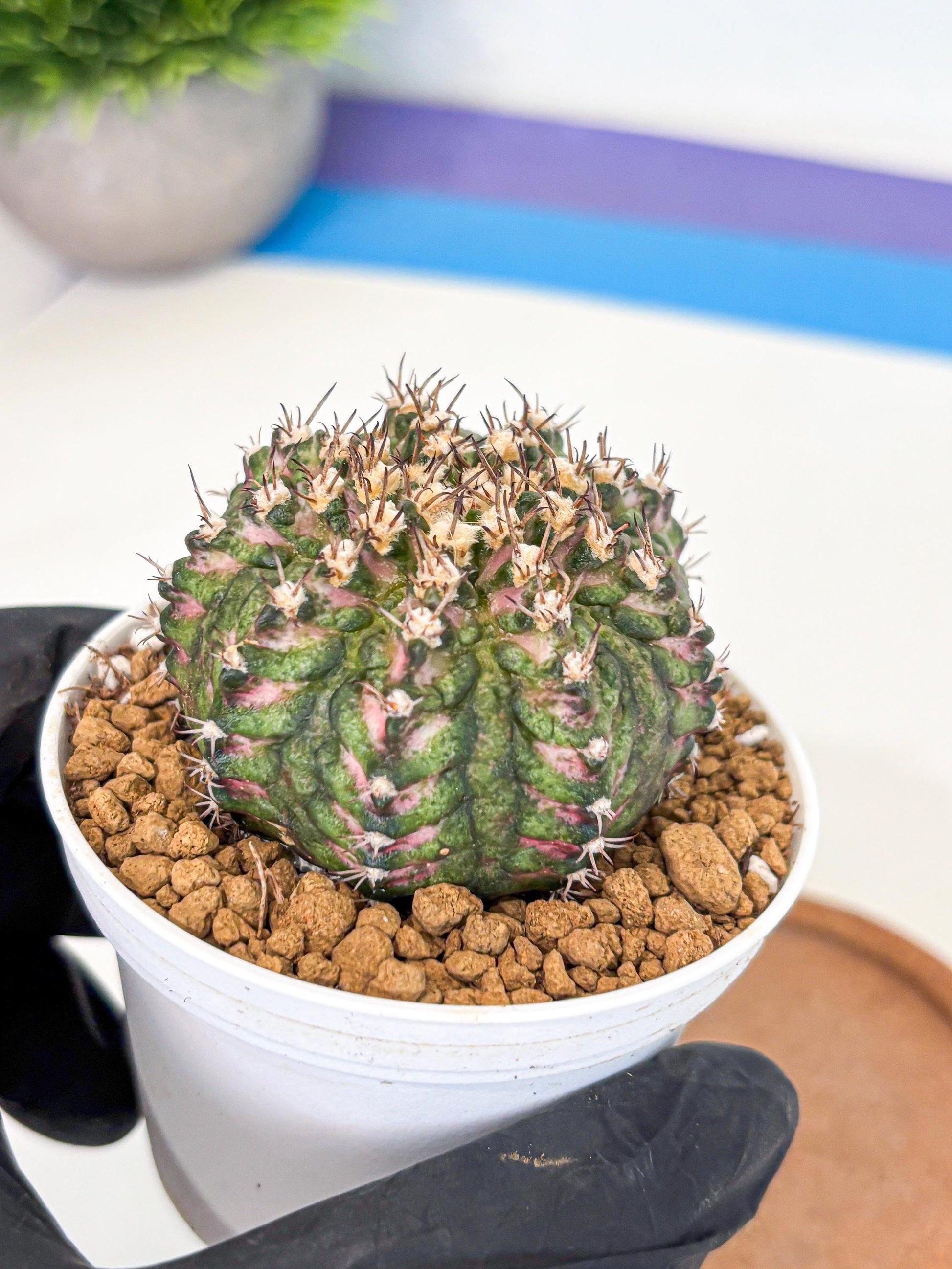 Gymnocalycium T-Rex (gy10) (g2) | Variegated Cactus