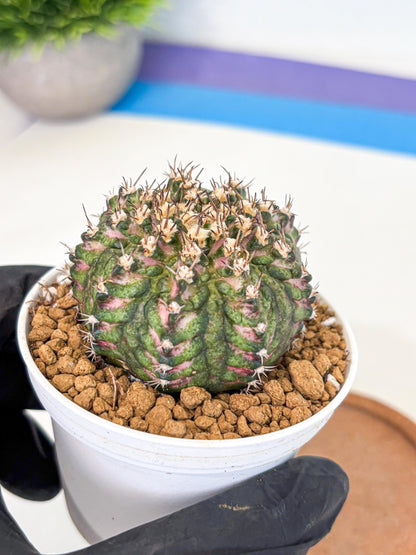 Gymnocalycium T-Rex (gy10) (g2) | Variegated Cactus