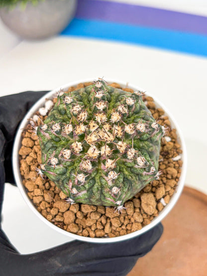 Gymnocalycium T-Rex (gy10) (g2) | Variegated Cactus