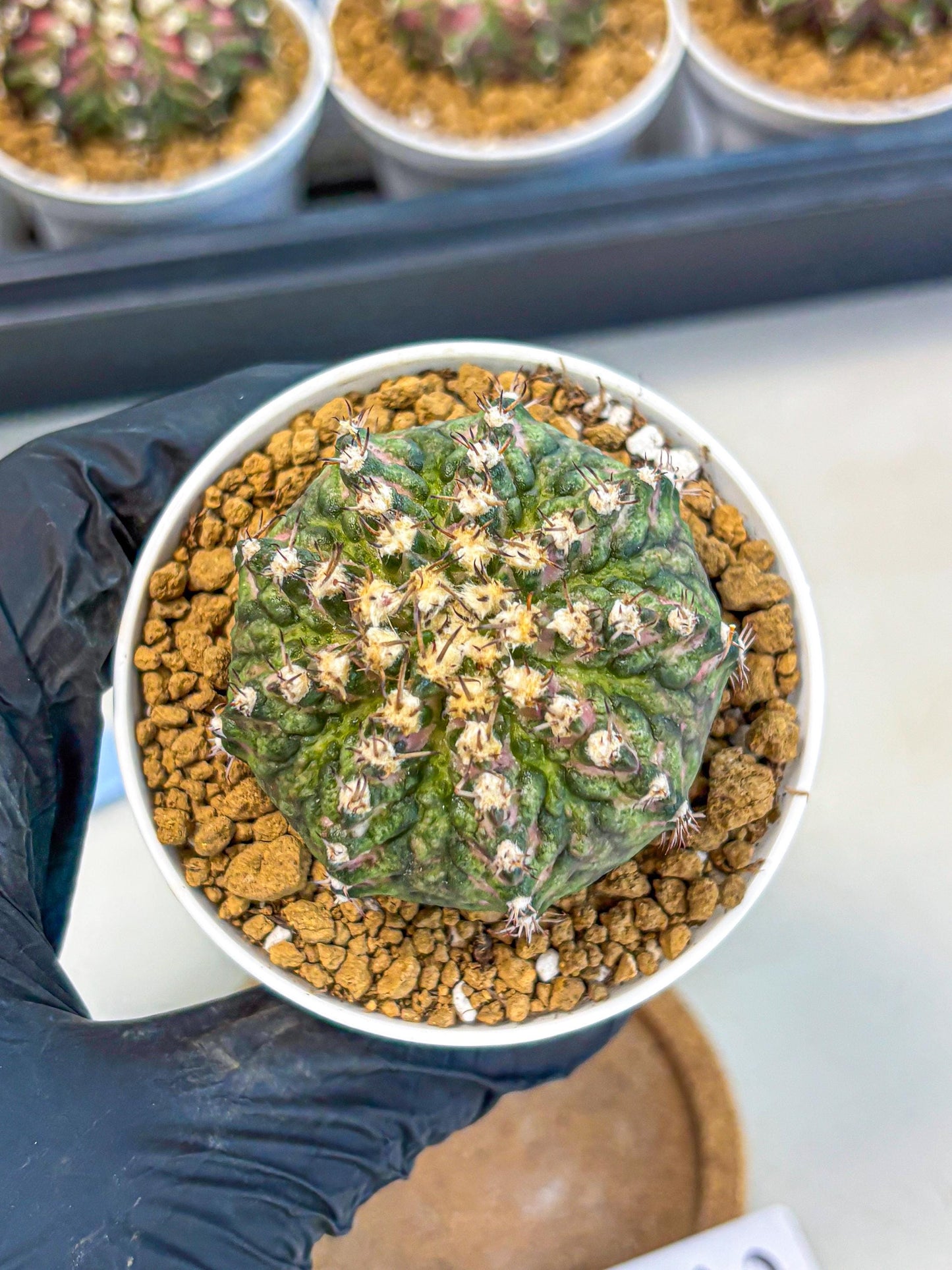 Gymnocalycium T-Rex (gy10) (g2) | Variegated Cactus
