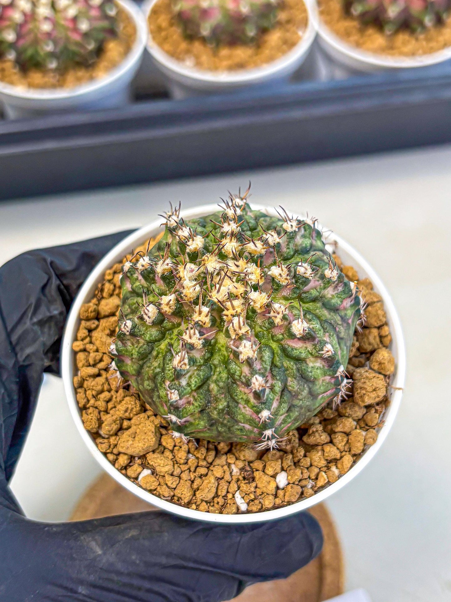 Gymnocalycium T-Rex (gy10) (g2) | Variegated Cactus