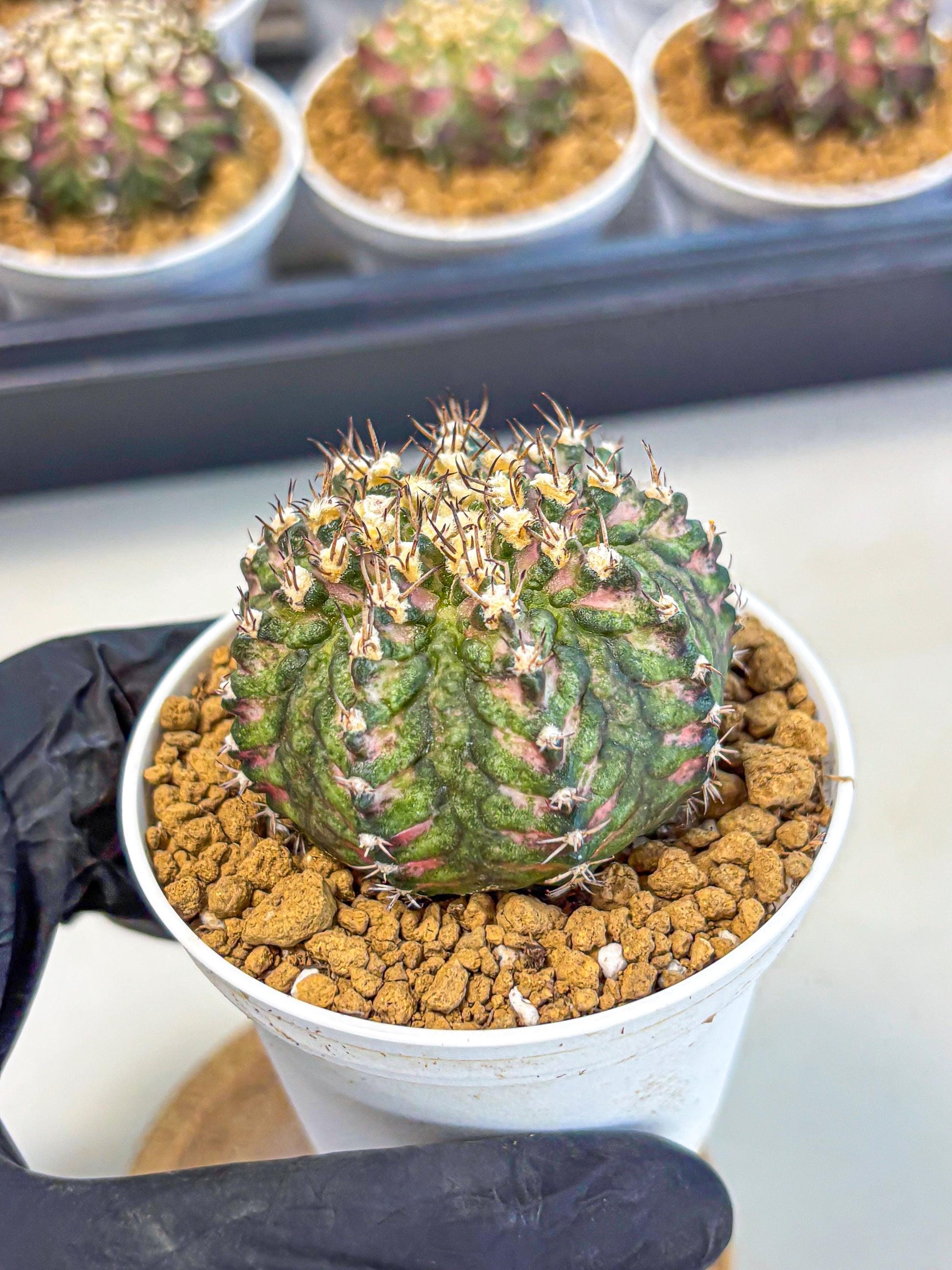 Gymnocalycium T-Rex (gy10) (g2) | Variegated Cactus