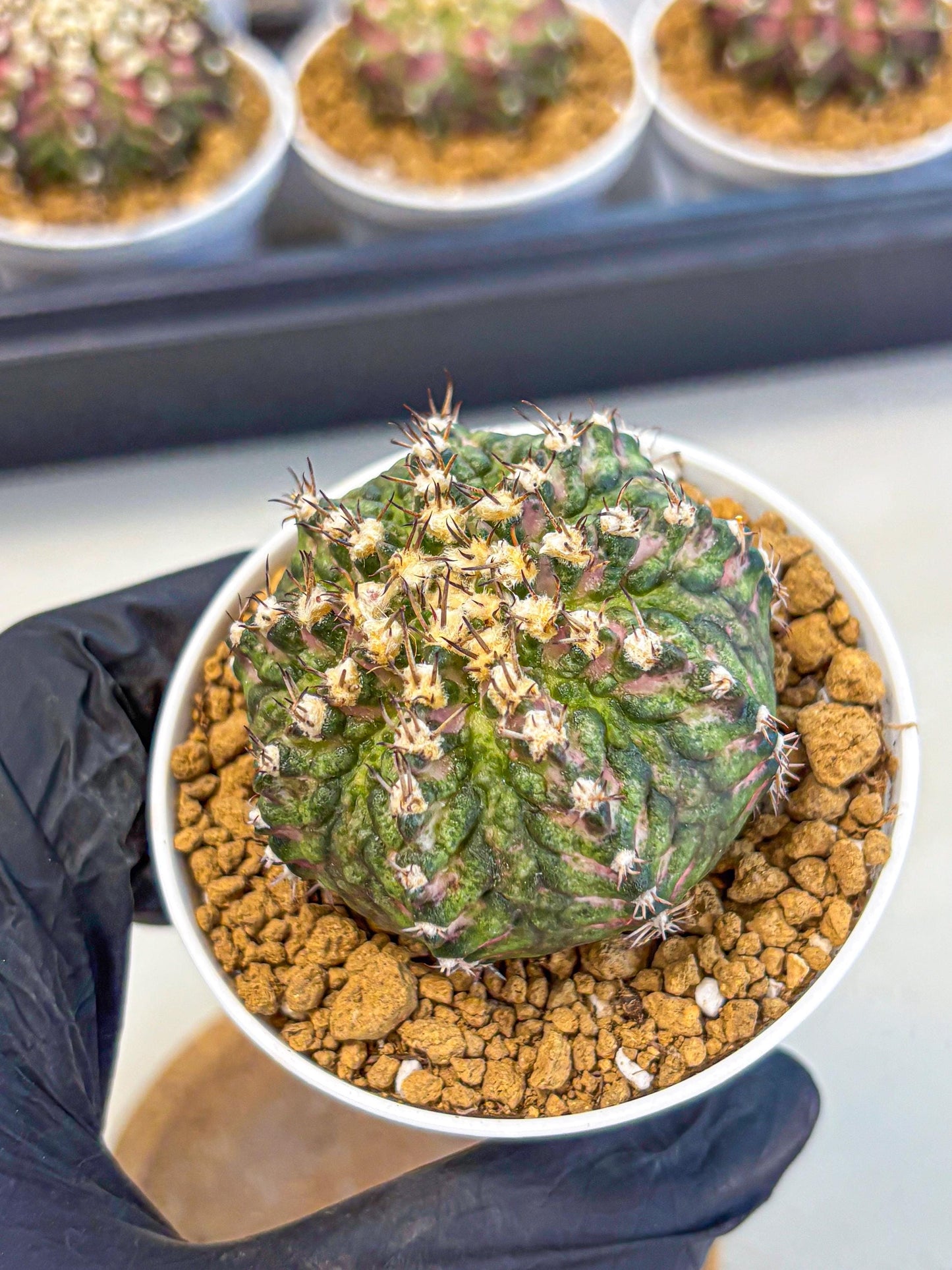 Gymnocalycium T-Rex (gy10) (g2) | Variegated Cactus