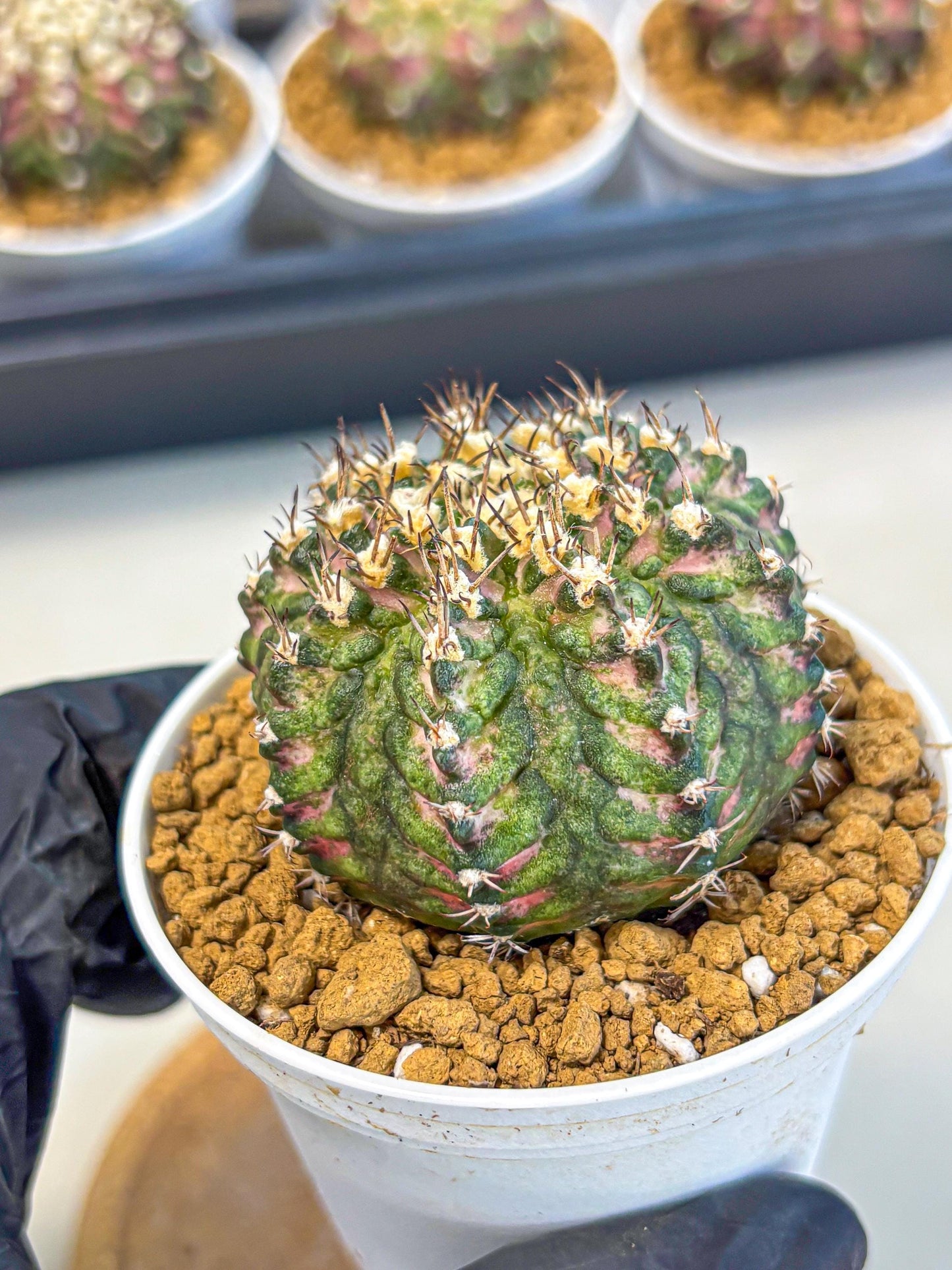 Gymnocalycium T-Rex (gy10) (g2) | Variegated Cactus