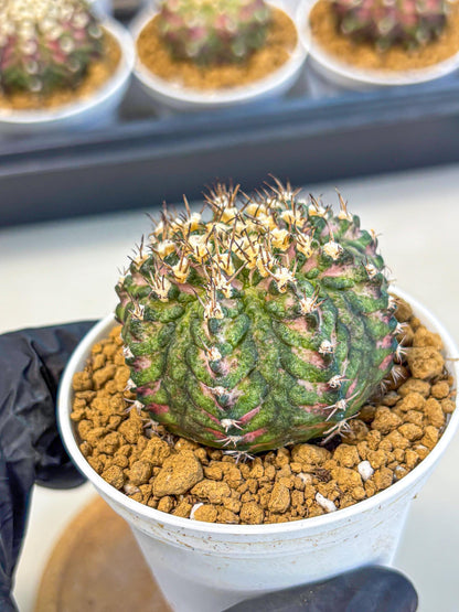 Gymnocalycium T-Rex (gy10) (g2) | Variegated Cactus