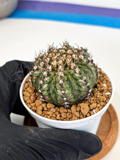 Gymnocalycium T-Rex (gy10) (g2) | Variegated Cactus