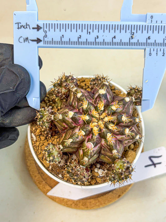 Gymnocalycium T-Rex (gy10) (g4) | Variegated Cactus