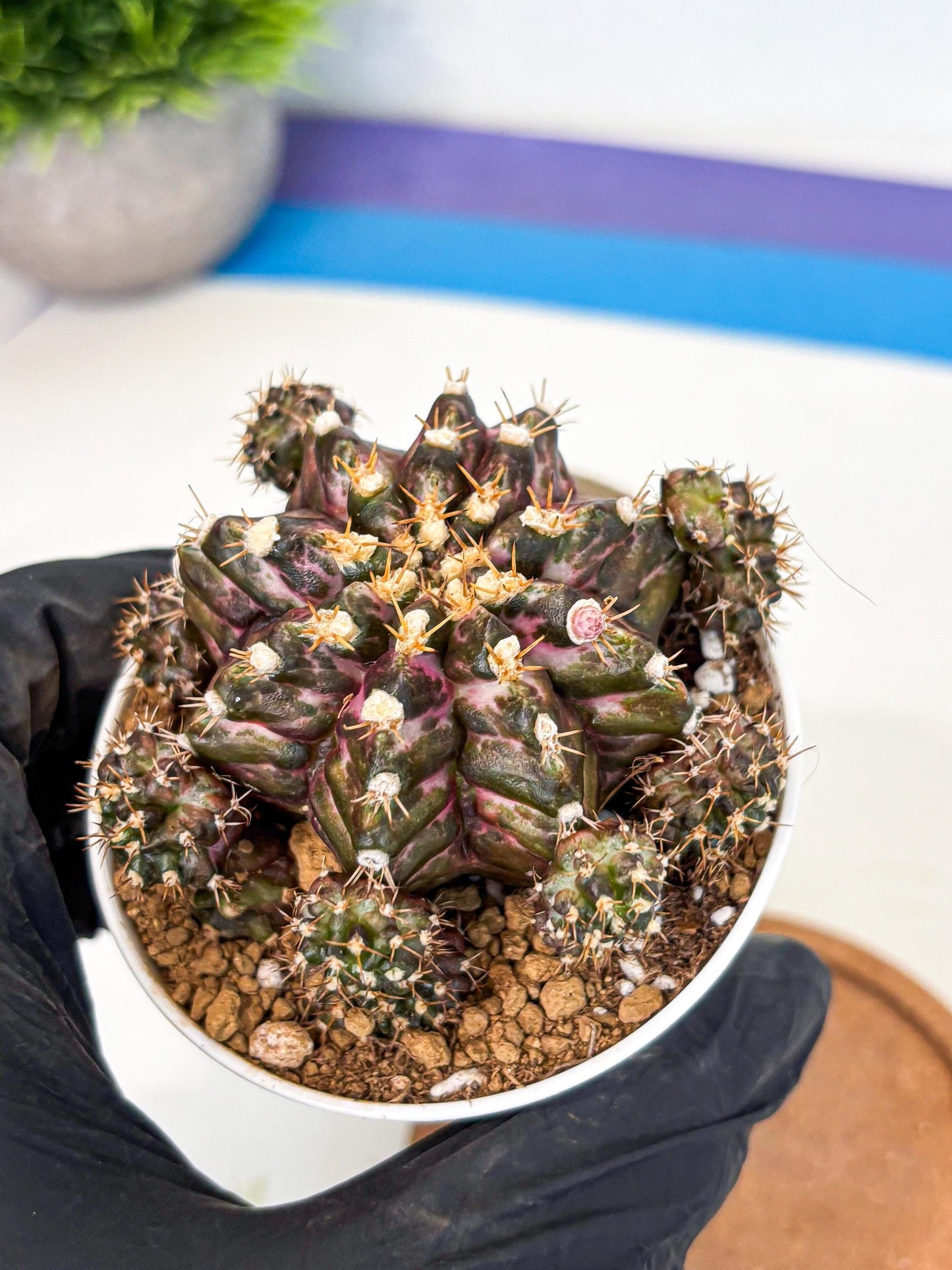 Gymnocalycium T-Rex (gy10) (g4) | Variegated Cactus