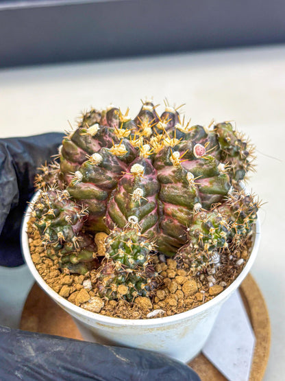 Gymnocalycium T-Rex (gy10) (g4) | Variegated Cactus