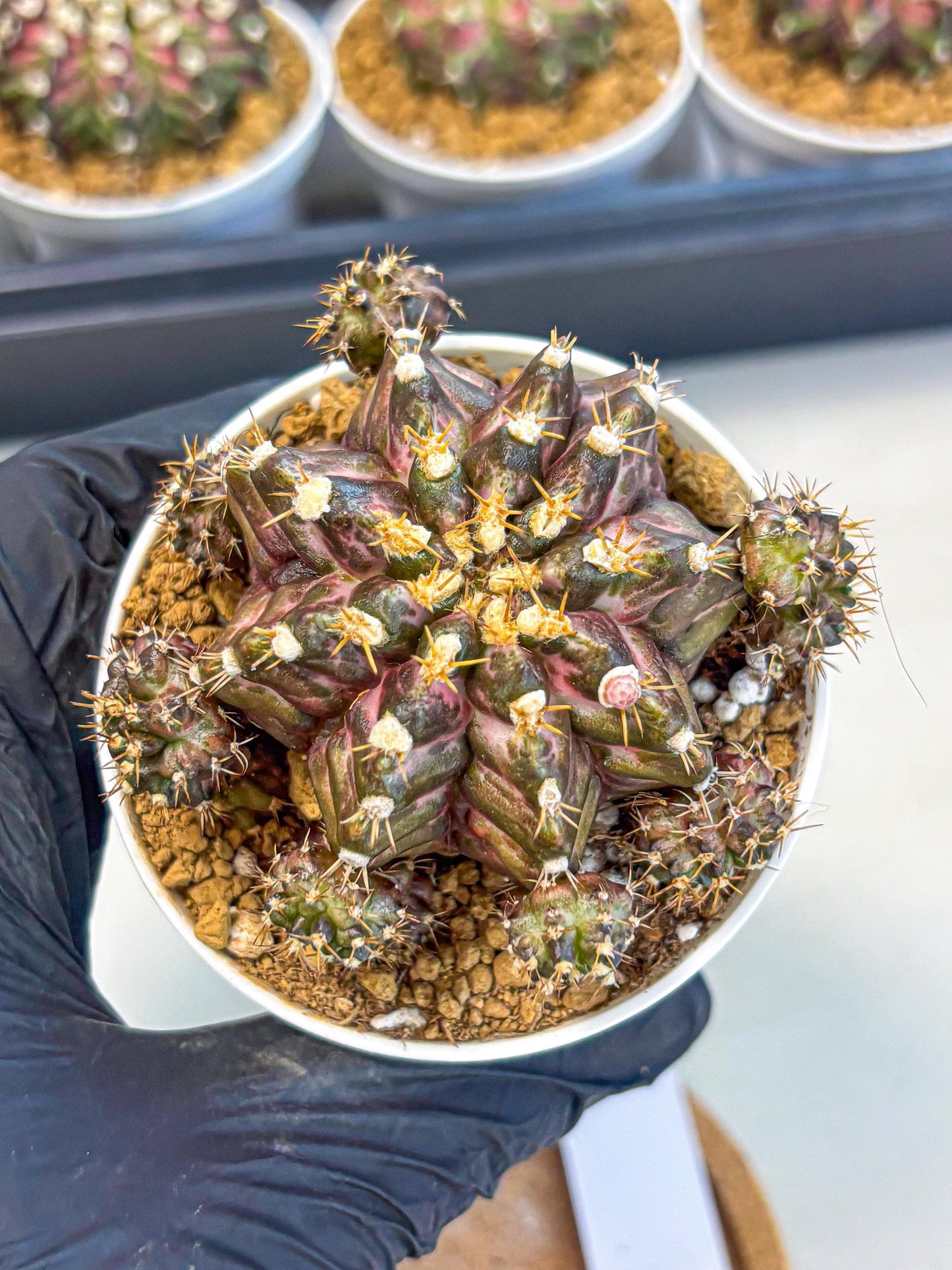 Gymnocalycium T-Rex (gy10) (g4) | Variegated Cactus