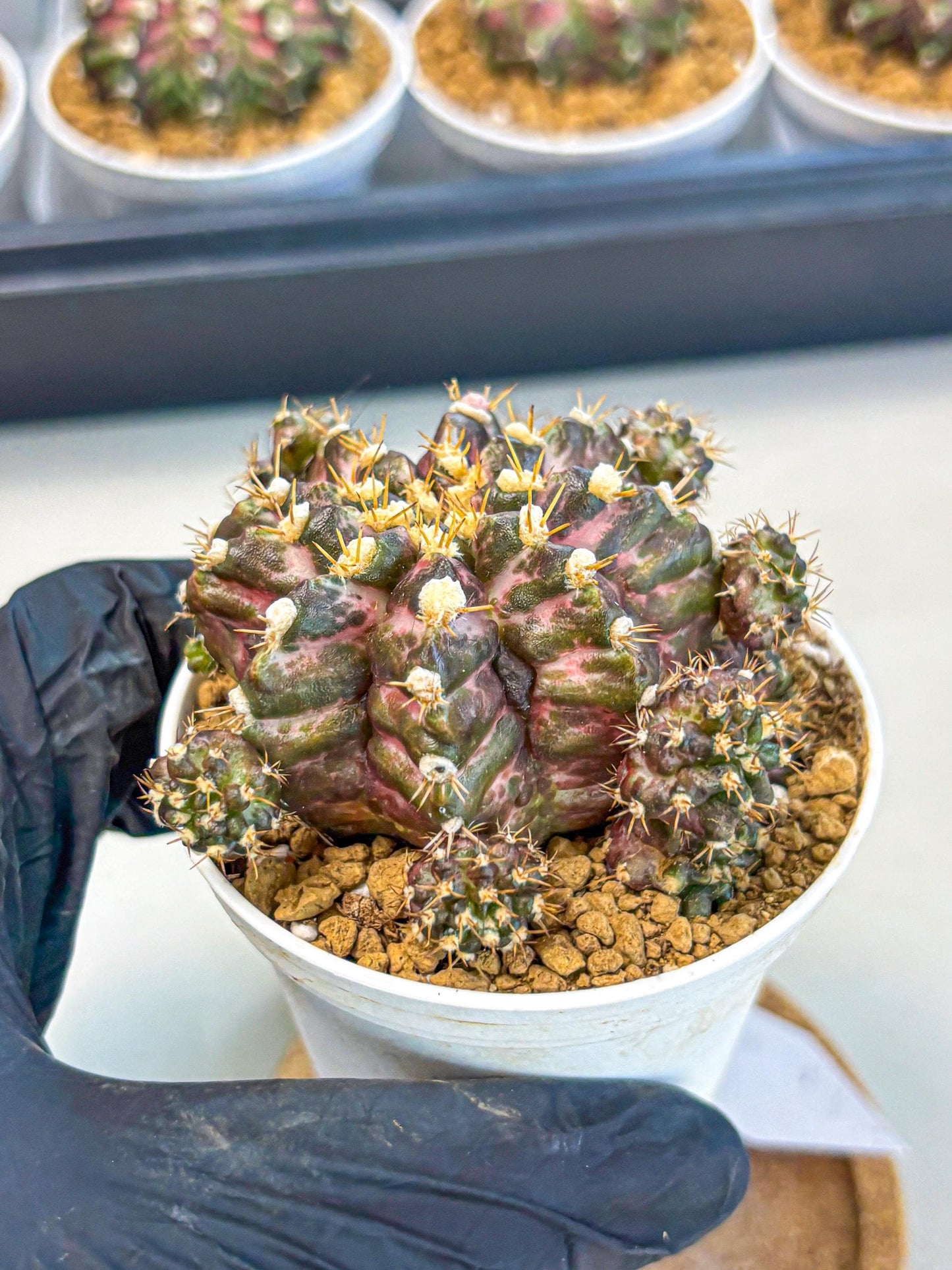 Gymnocalycium T-Rex (gy10) (g4) | Variegated Cactus