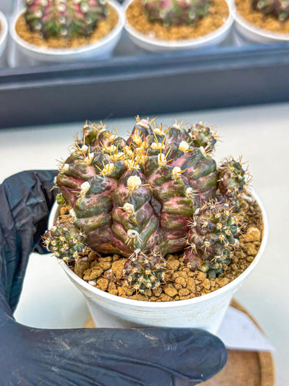 Gymnocalycium T-Rex (gy10) (g4) | Variegated Cactus