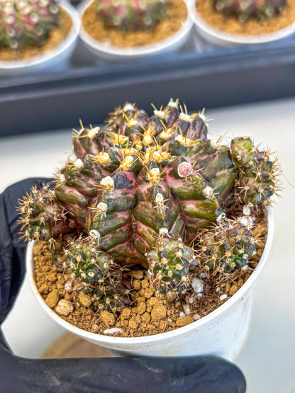 Gymnocalycium T-Rex (gy10) (g4) | Variegated Cactus