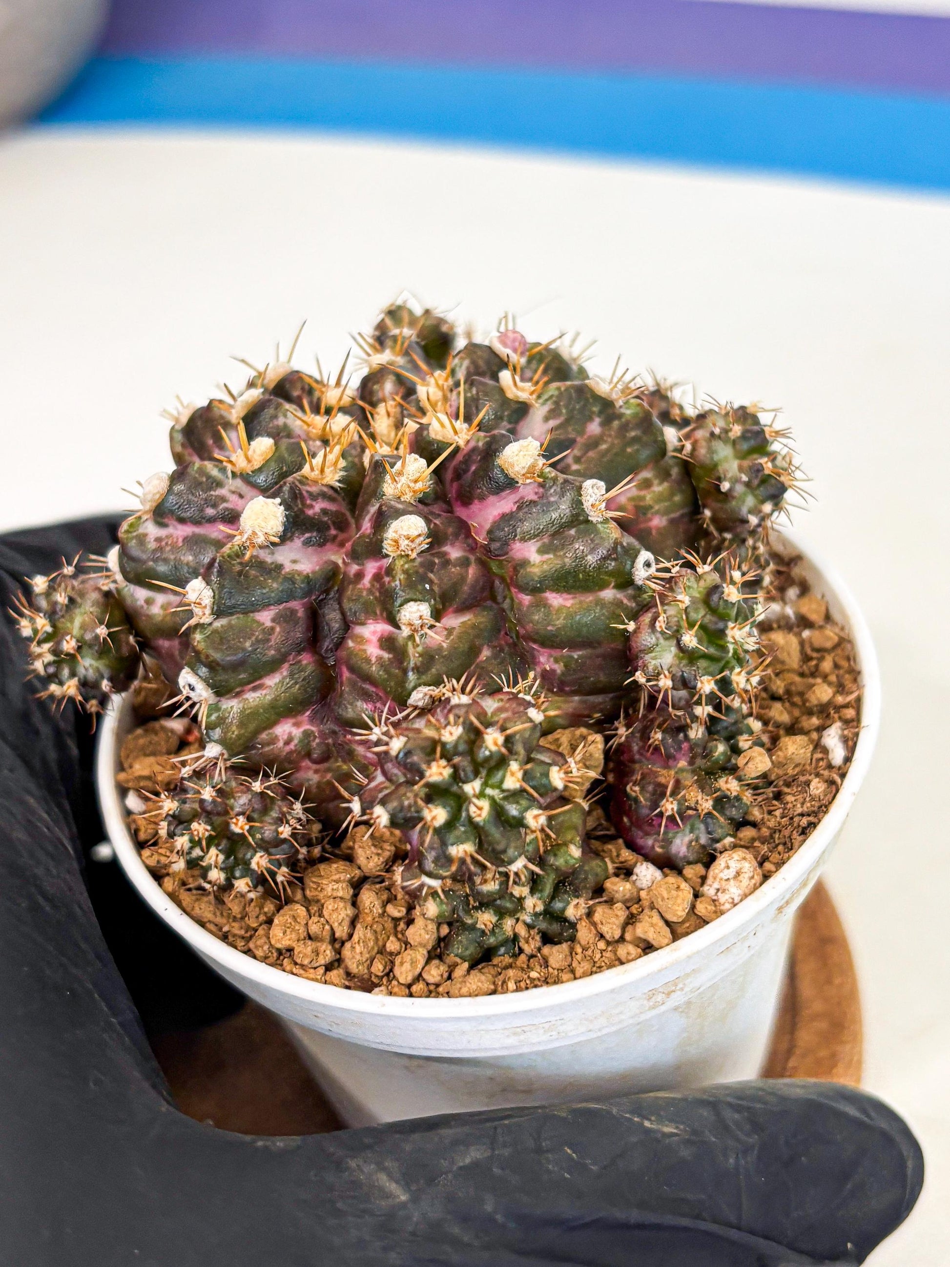 Gymnocalycium T-Rex (gy10) (g4) | Variegated Cactus