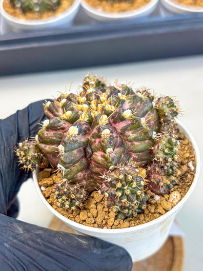 Gymnocalycium T-Rex (gy10) (g4) | Variegated Cactus