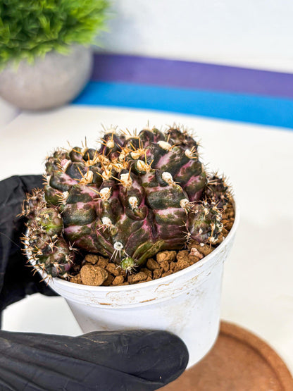 Gymnocalycium T-Rex (gy10) (g4) | Variegated Cactus