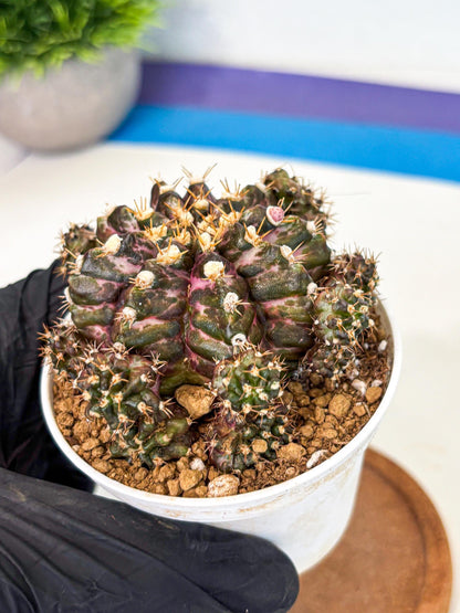 Gymnocalycium T-Rex (gy10) (g4) | Variegated Cactus