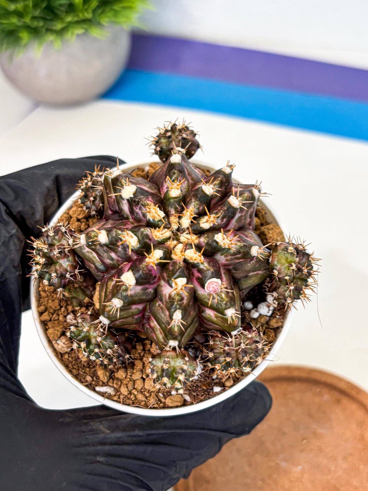 Gymnocalycium T-Rex (gy10) (g4) | Variegated Cactus