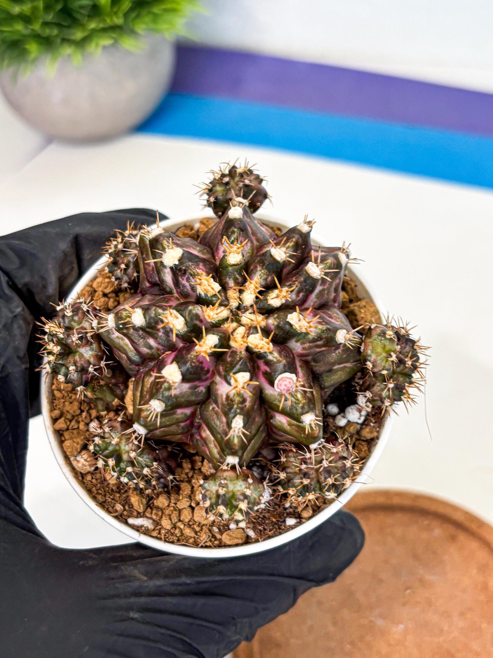 Gymnocalycium T-Rex (gy10) (g4) | Variegated Cactus