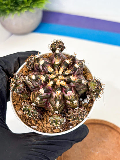 Gymnocalycium T-Rex (gy10) (g4) | Variegated Cactus