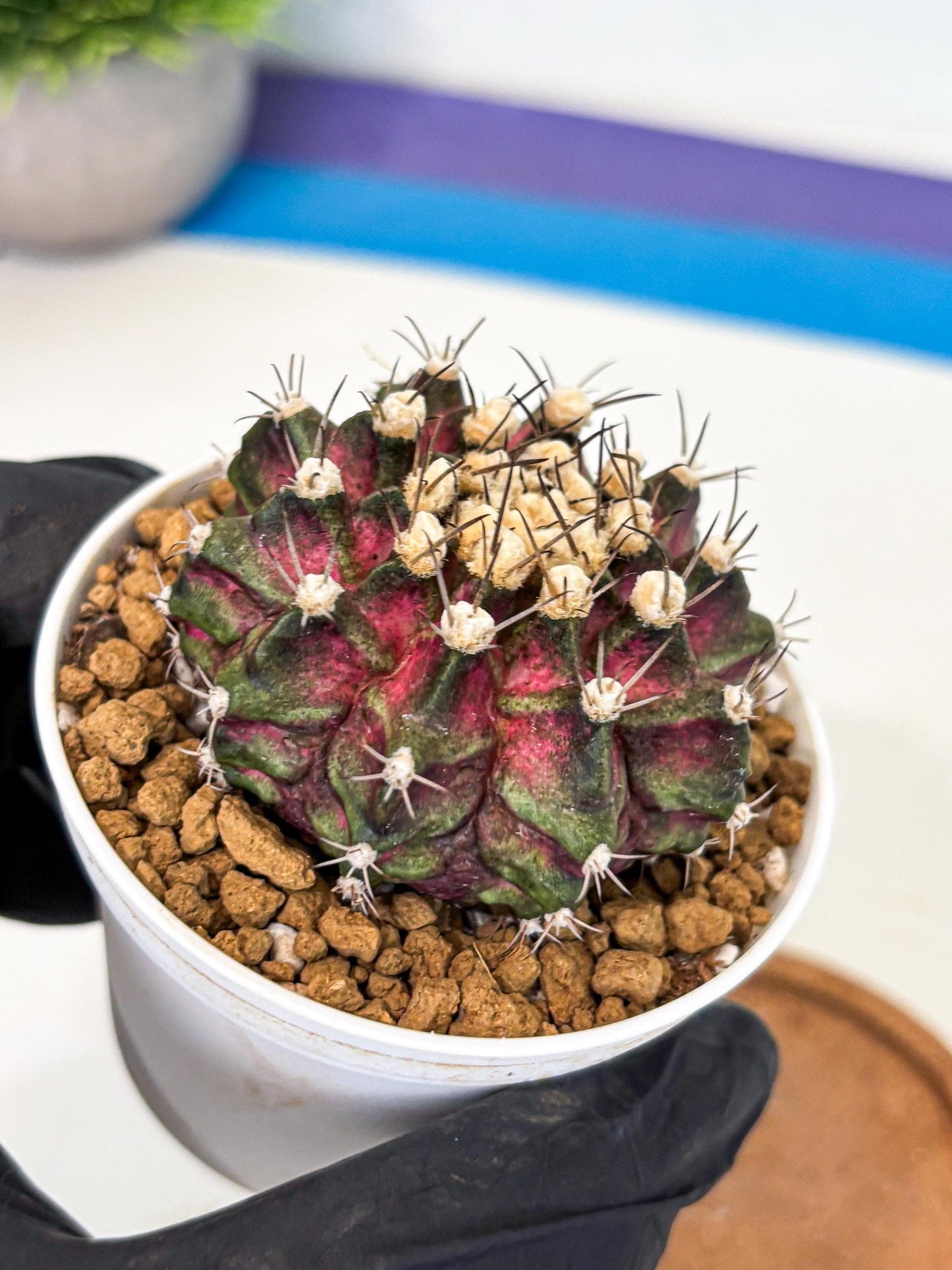 Gymnocalycium T-Rex (gy10) (g5) | Variegated Cactus