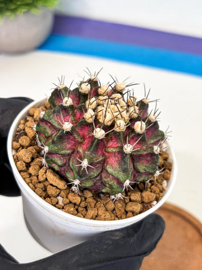 Gymnocalycium T-Rex (gy10) (g5) | Variegated Cactus