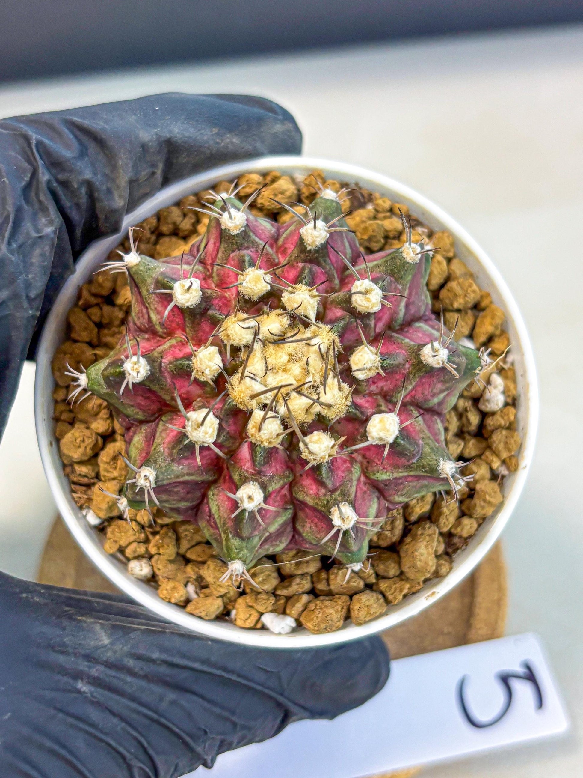 Gymnocalycium T-Rex (gy10) (g5) | Variegated Cactus