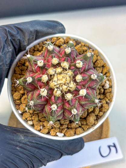 Gymnocalycium T-Rex (gy10) (g5) | Variegated Cactus