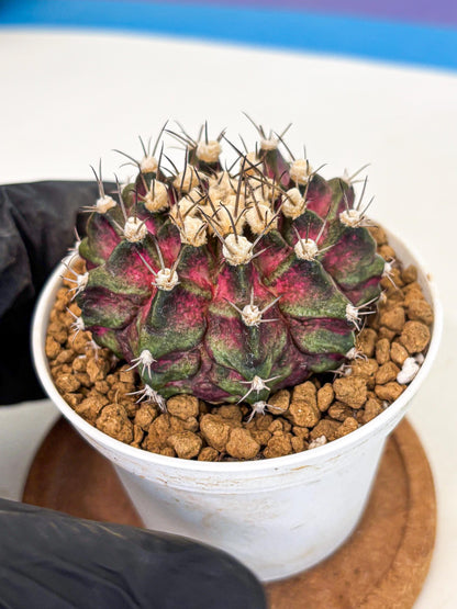 Gymnocalycium T-Rex (gy10) (g5) | Variegated Cactus