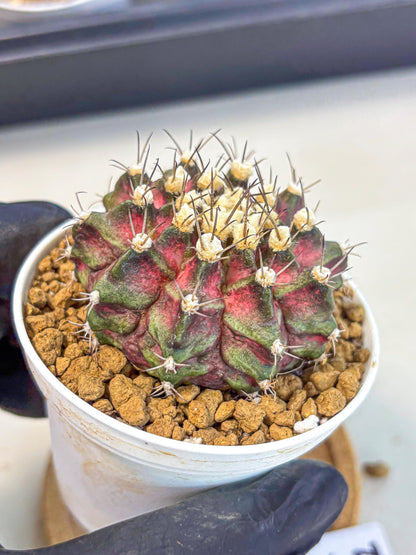 Gymnocalycium T-Rex (gy10) (g5) | Variegated Cactus