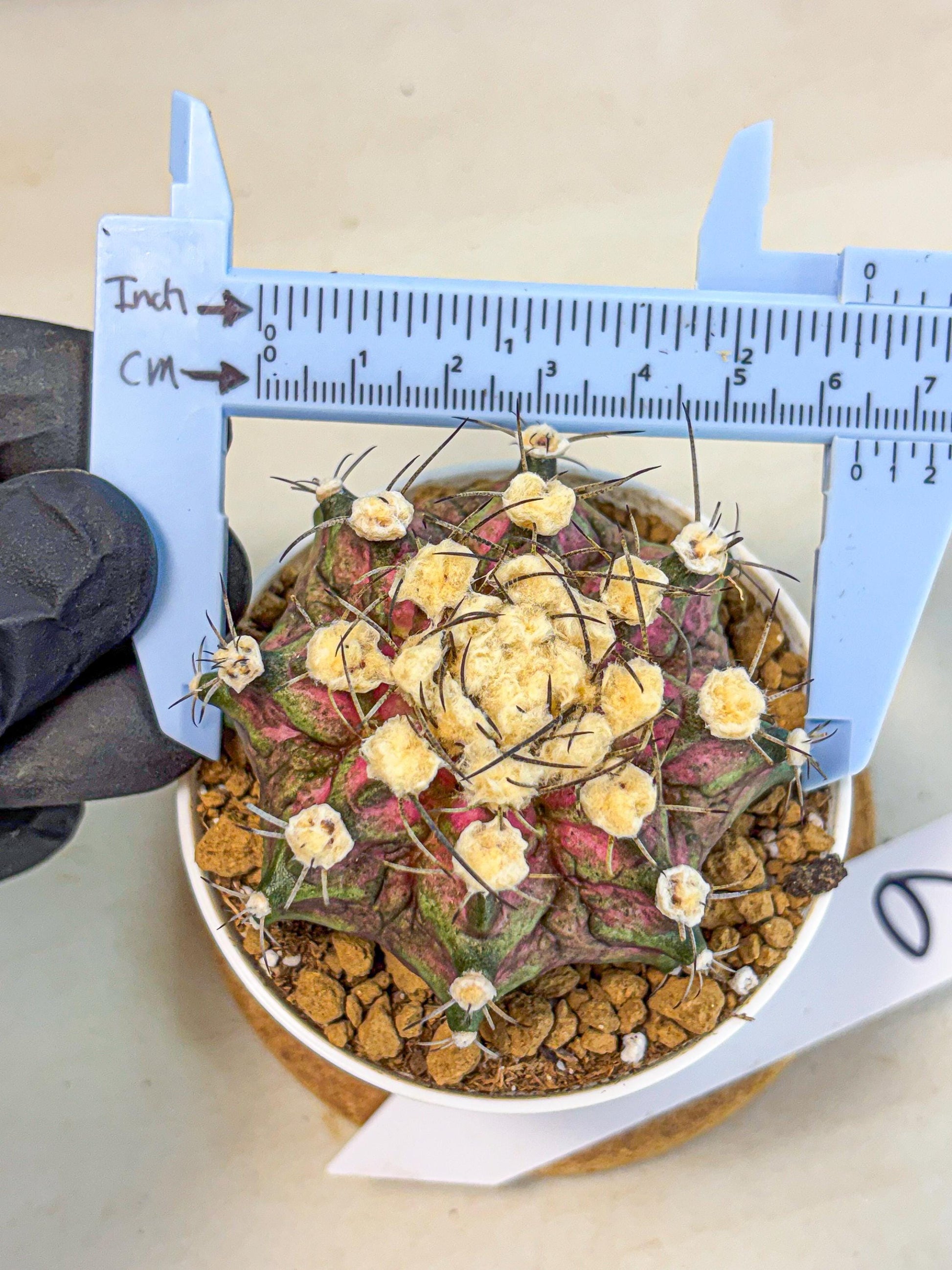 Gymnocalycium T-Rex (gy10) (g6) | Variegated Cactus
