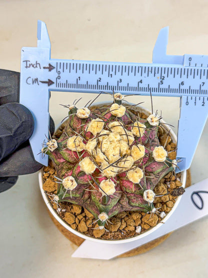 Gymnocalycium T-Rex (gy10) (g6) | Variegated Cactus