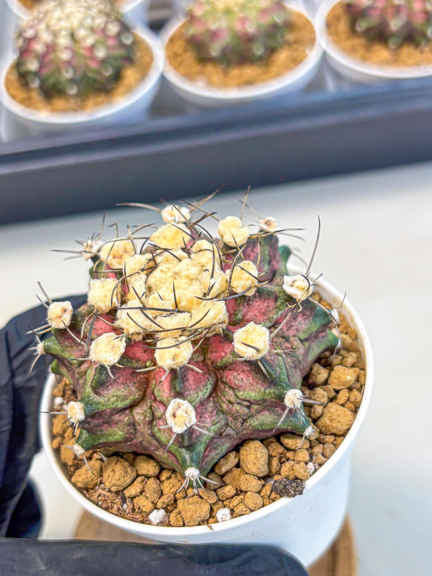 Gymnocalycium T-Rex (gy10) (g6) | Variegated Cactus