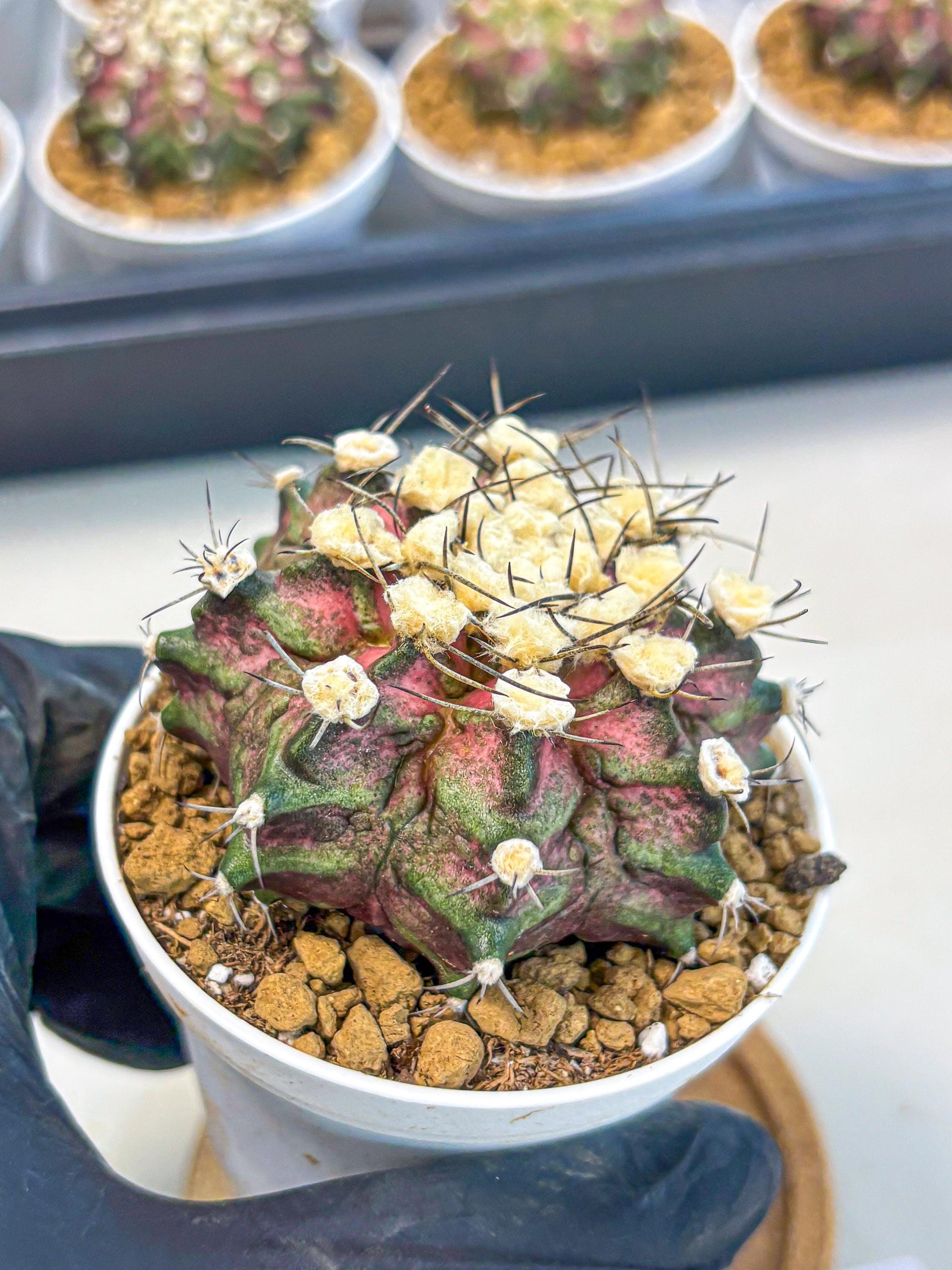 Gymnocalycium T-Rex (gy10) (g6) | Variegated Cactus