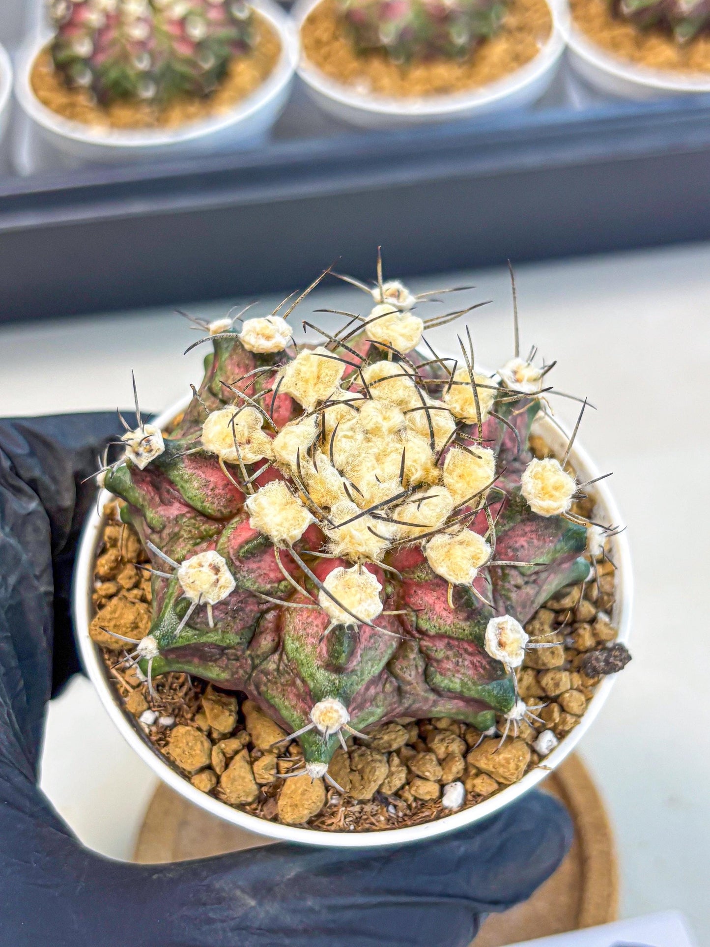 Gymnocalycium T-Rex (gy10) (g6) | Variegated Cactus