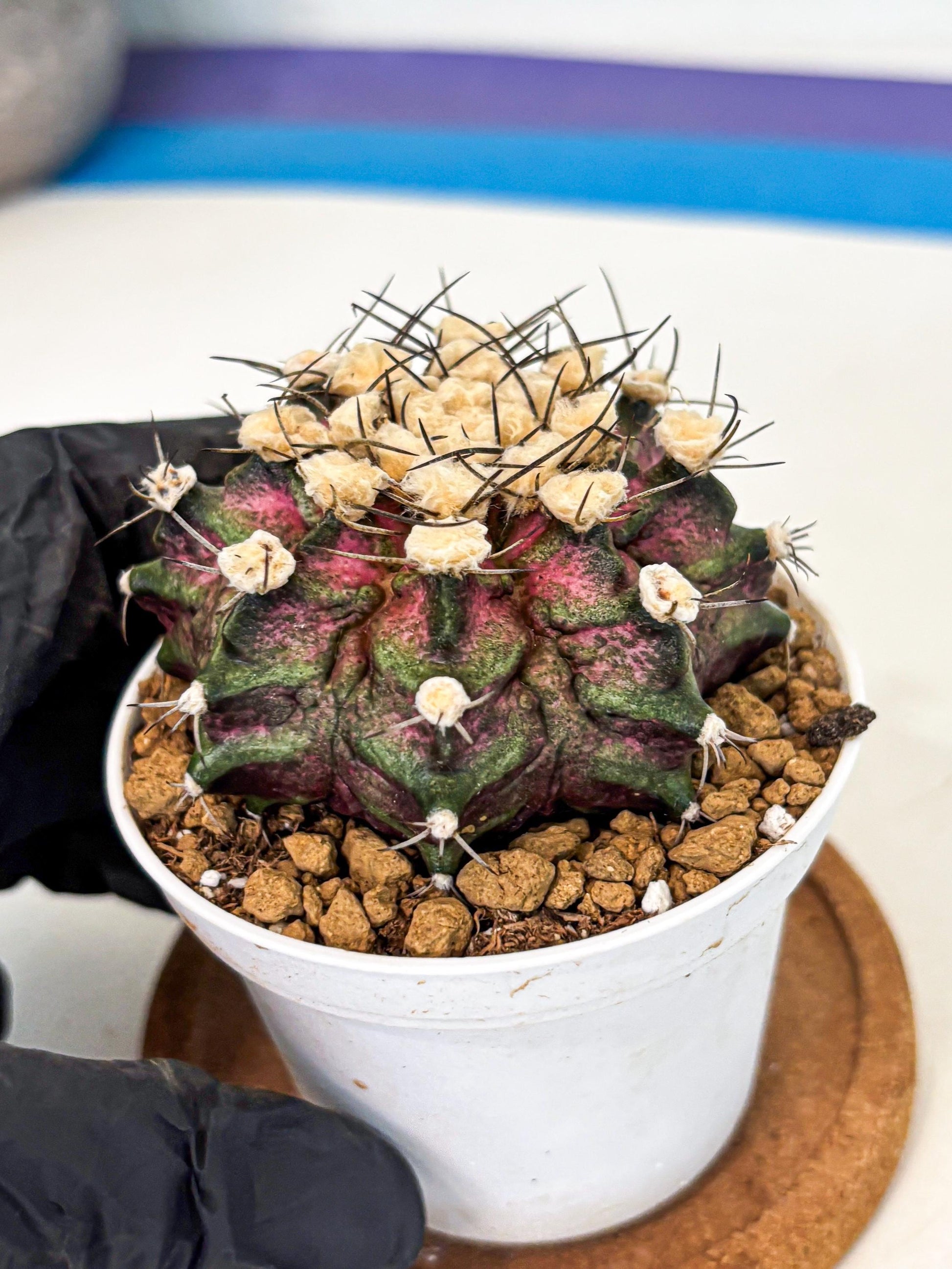 Gymnocalycium T-Rex (gy10) (g6) | Variegated Cactus