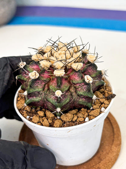 Gymnocalycium T-Rex (gy10) (g6) | Variegated Cactus