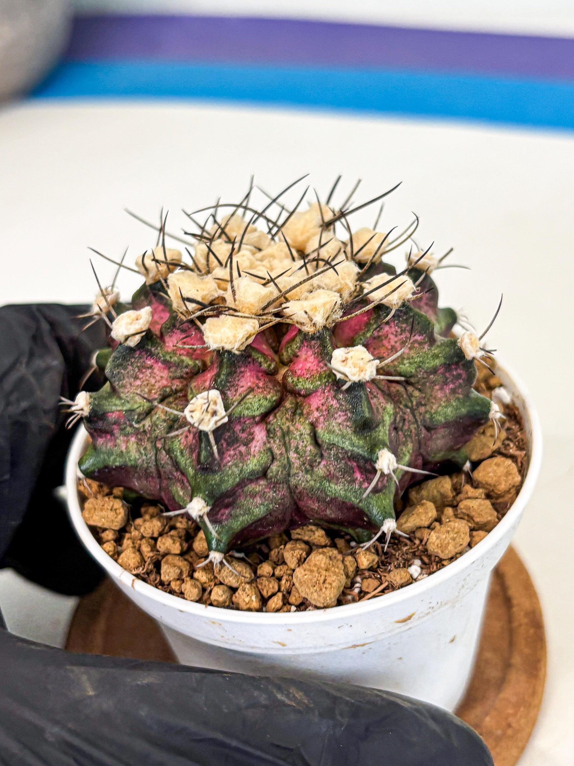 Gymnocalycium T-Rex (gy10) (g6) | Variegated Cactus