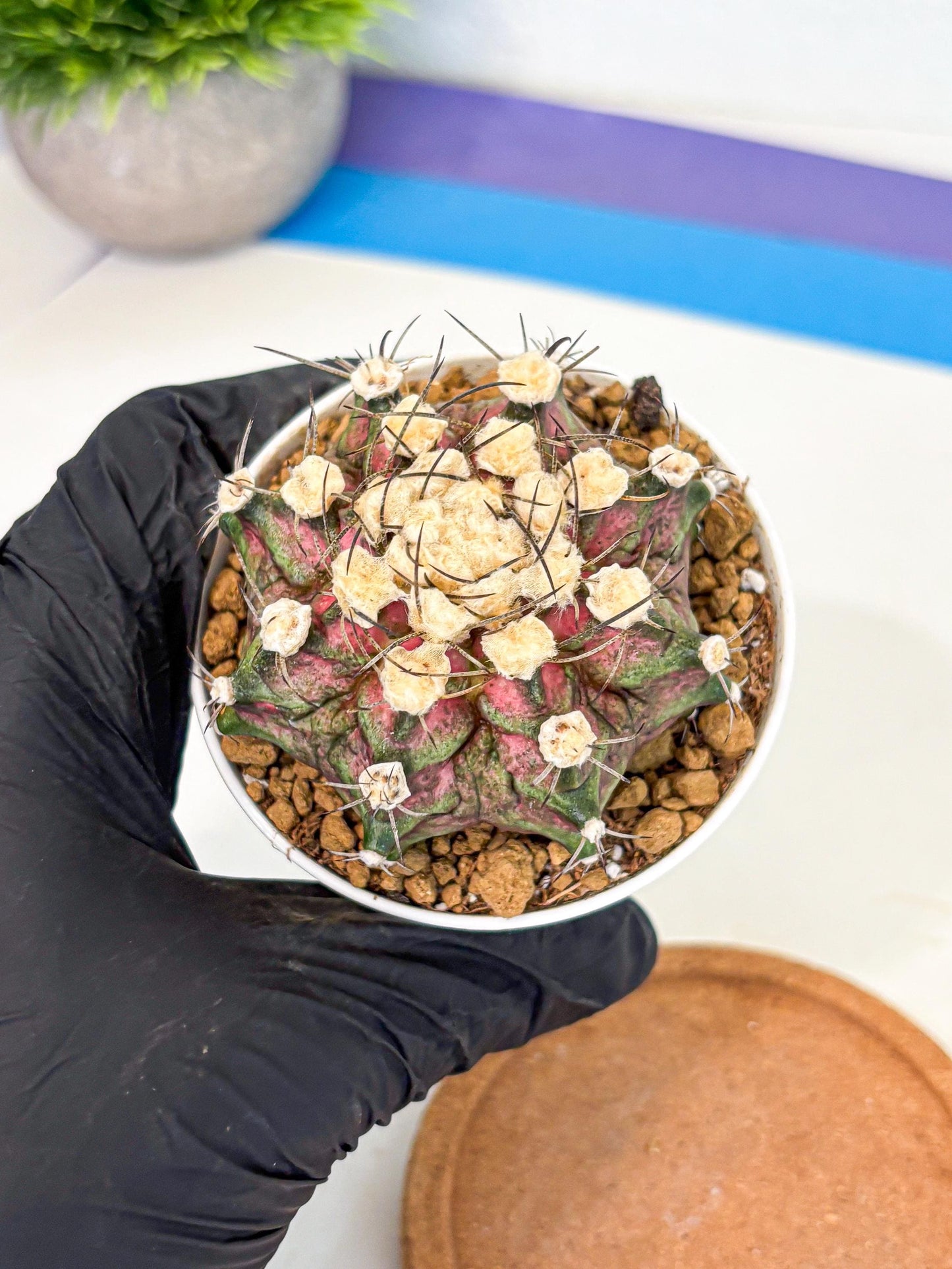 Gymnocalycium T-Rex (gy10) (g6) | Variegated Cactus