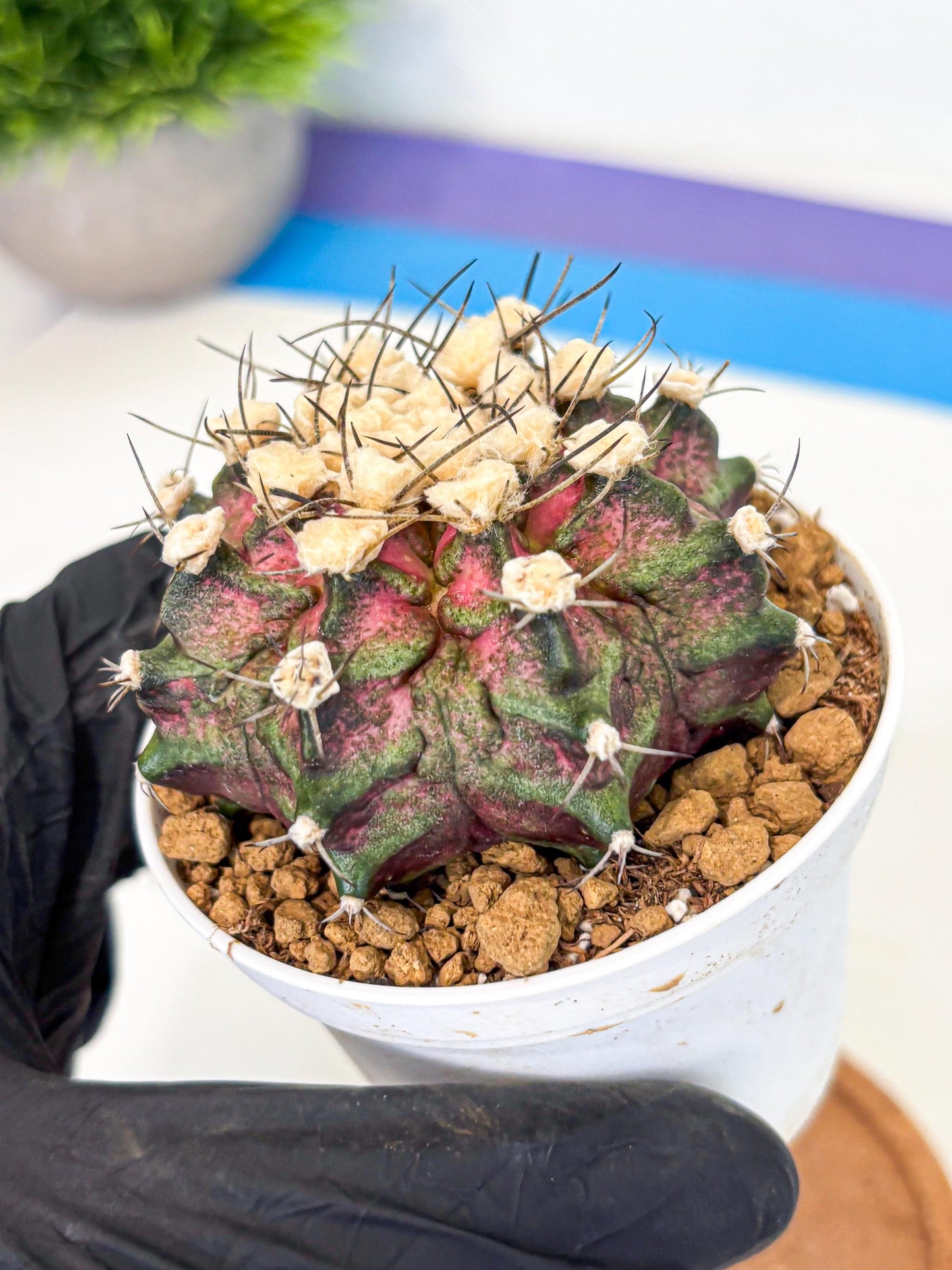 Gymnocalycium T-Rex (gy10) (g6) | Variegated Cactus