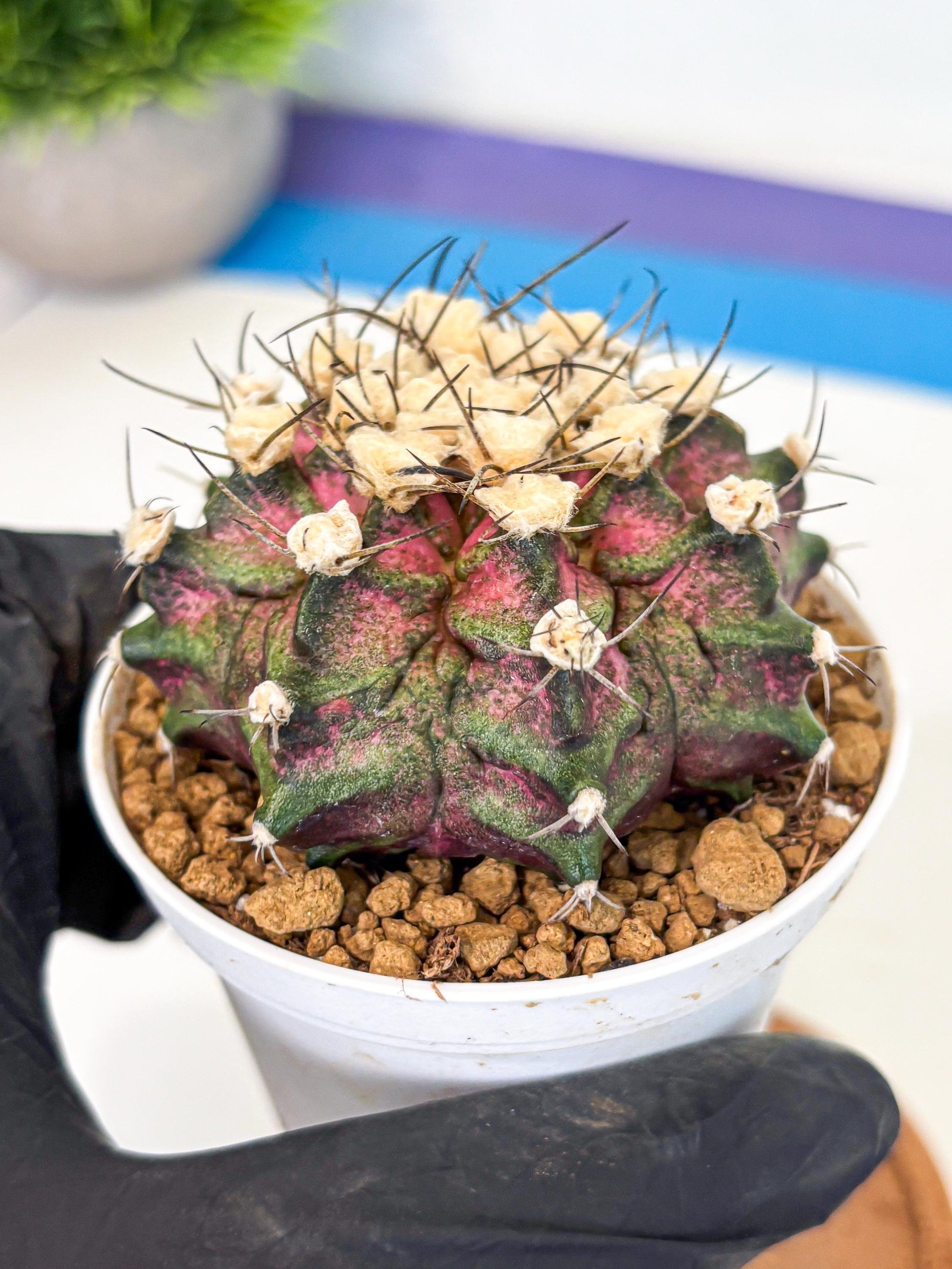 Gymnocalycium T-Rex (gy10) (g6) | Variegated Cactus