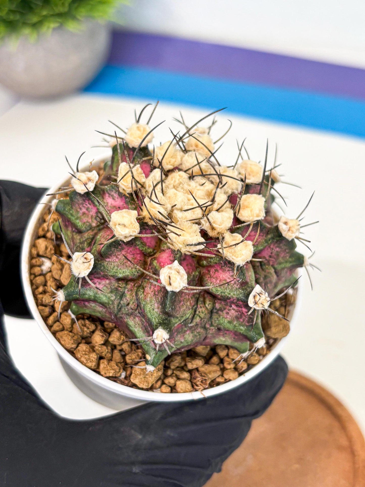 Gymnocalycium T-Rex (gy10) (g6) | Variegated Cactus