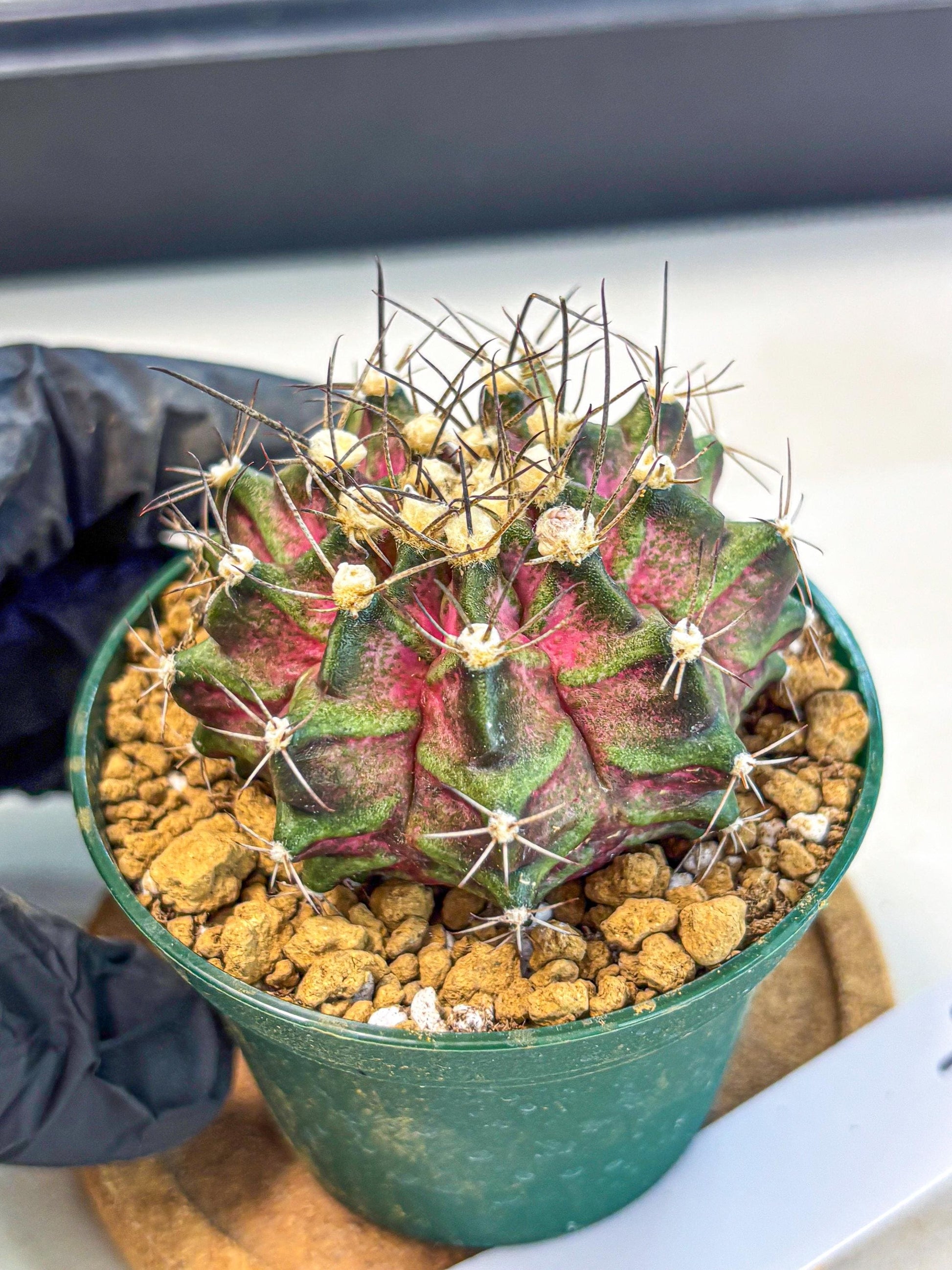 Gymnocalycium T-Rex (gy10) (g7) | Variegated Cactus